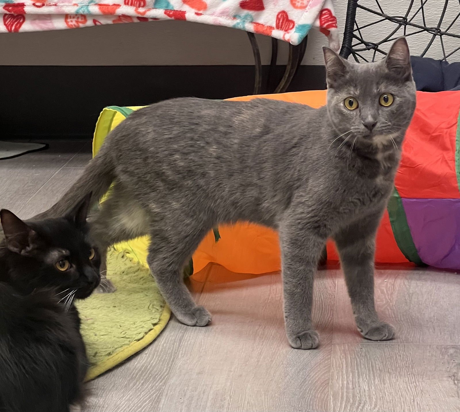 CAYENNE - Dilute Tortoiseshell / Domestic Short Hair available for adoption