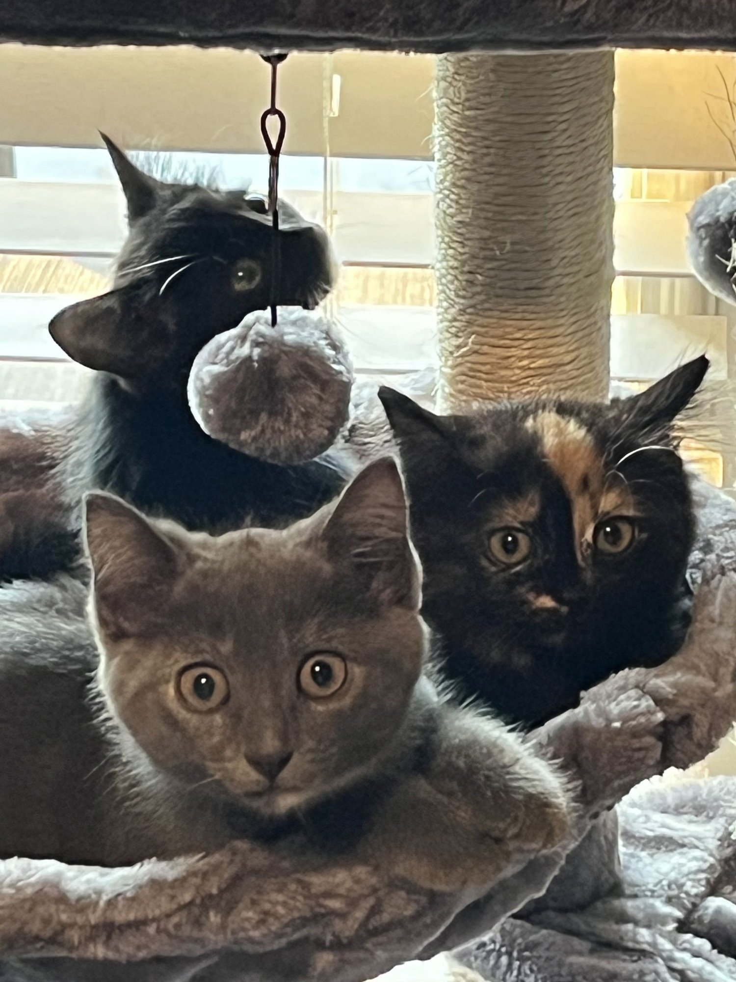 CAYENNE - Dilute Tortoiseshell / Domestic Short Hair available for adoption