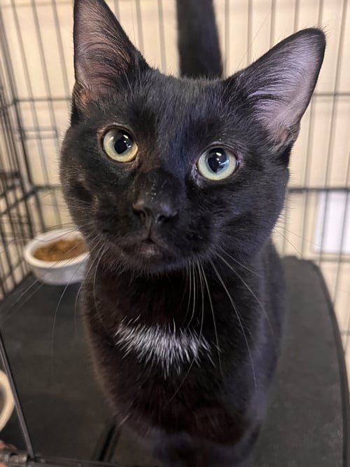 BOZZI - Domestic Short Hair available for adoption