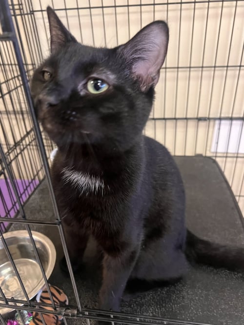 BOZZI - Domestic Short Hair available for adoption