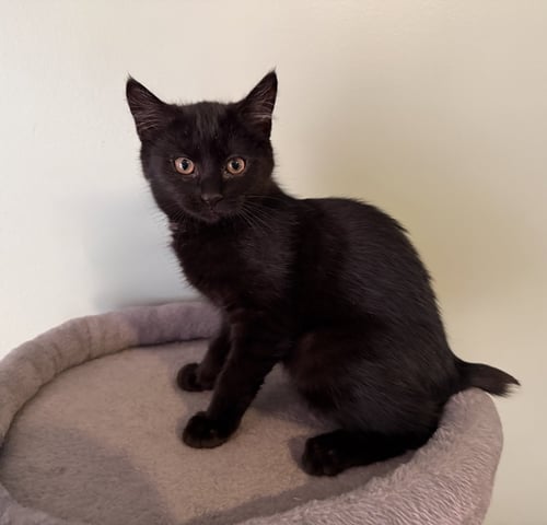 FARAH - Bombay / Domestic Short Hair available for adoption