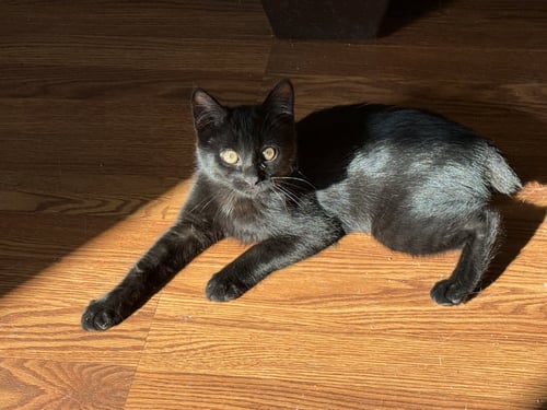 FARAH - Bombay / Domestic Short Hair available for adoption