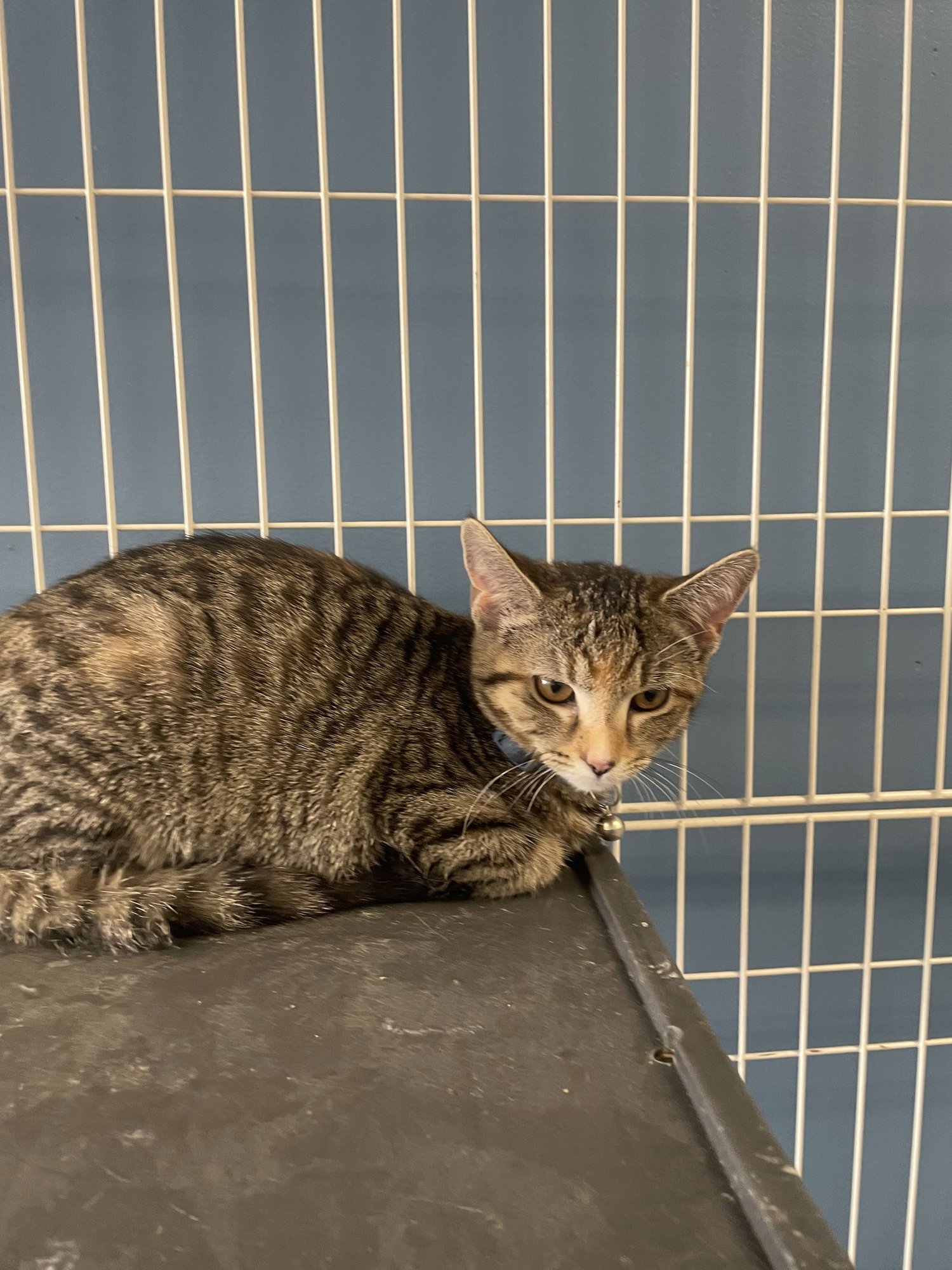 TINY TINA (PS) - Tabby / Domestic Short Hair available for adoption