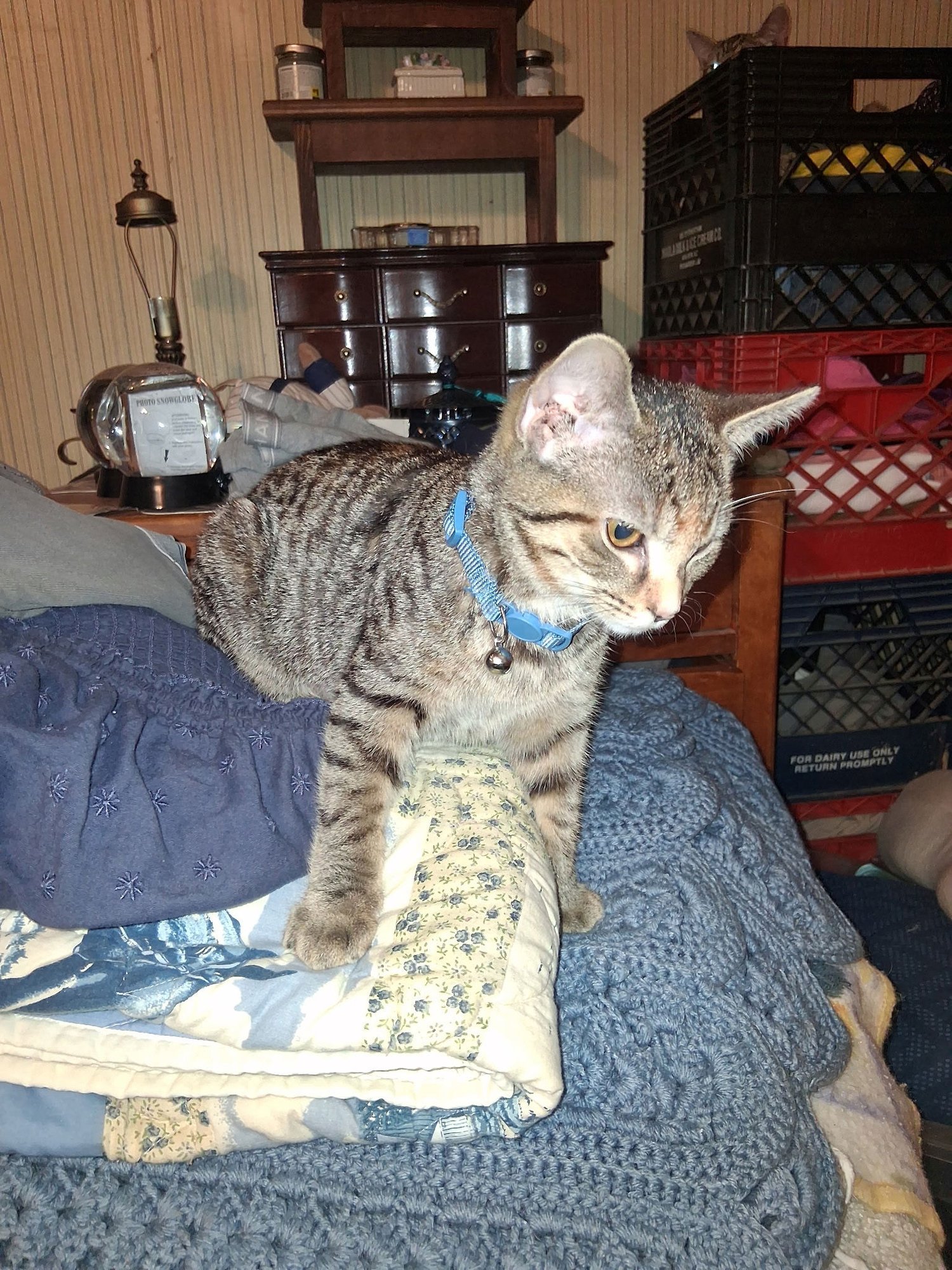 TINY TINA (PS) - Tabby / Domestic Short Hair available for adoption