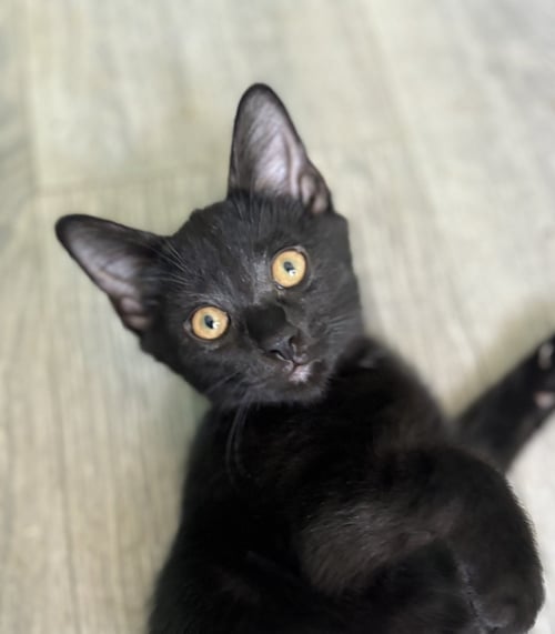 RAVEN - Bombay / Domestic Short Hair for adoption in Lexington