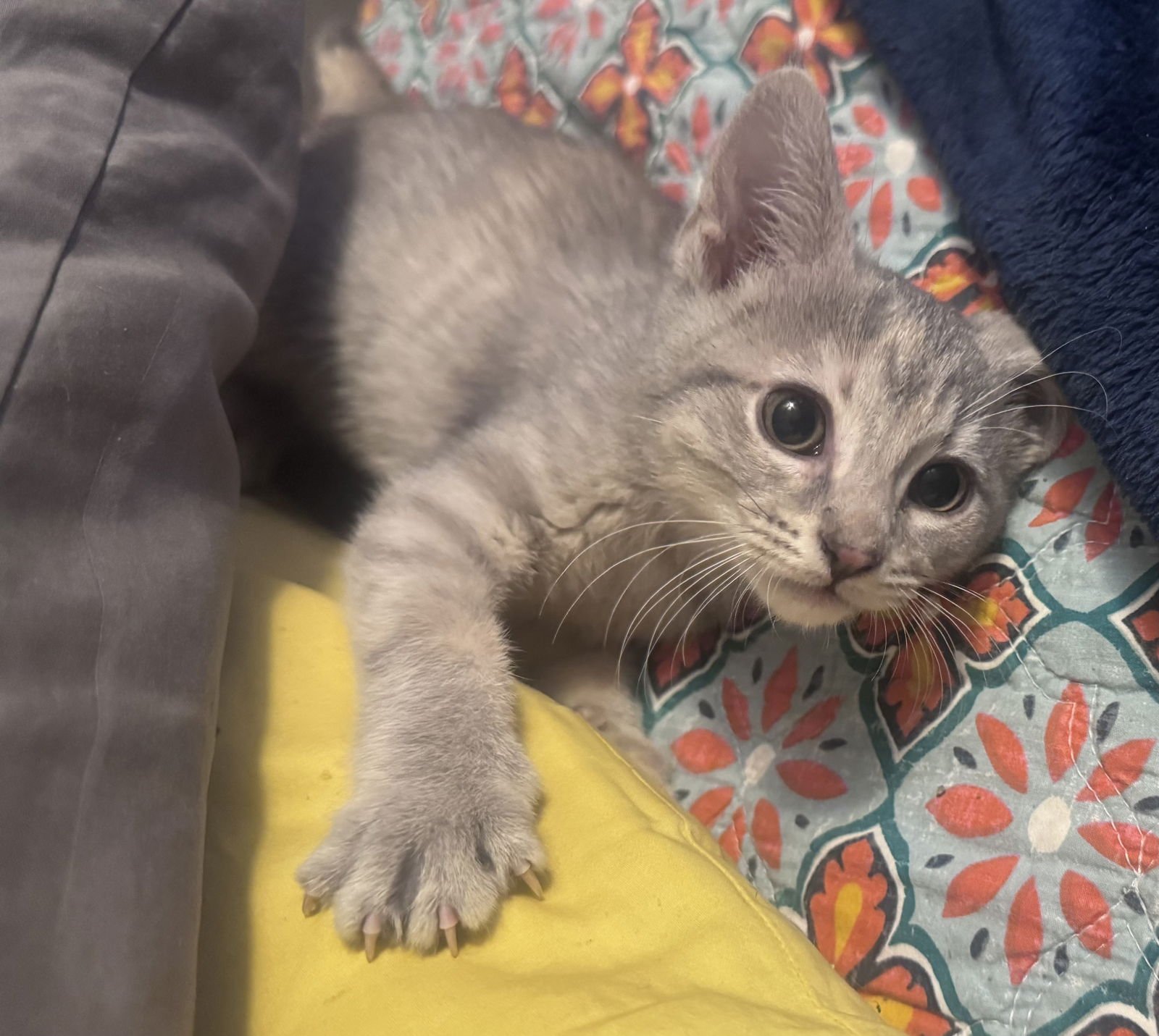 MARGIE - Dilute Tortoiseshell / Domestic Short Hair available for adoption