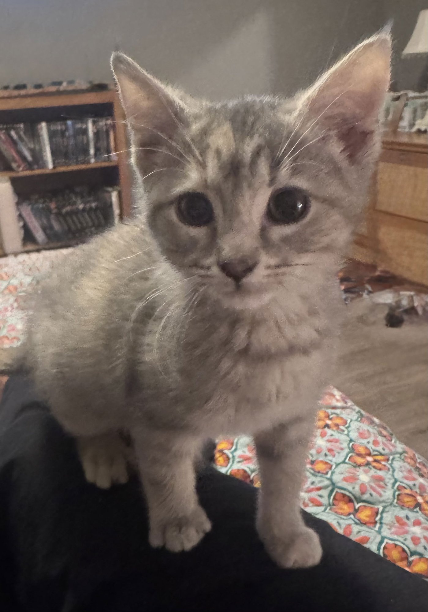 MARGIE - Dilute Tortoiseshell / Domestic Short Hair available for adoption