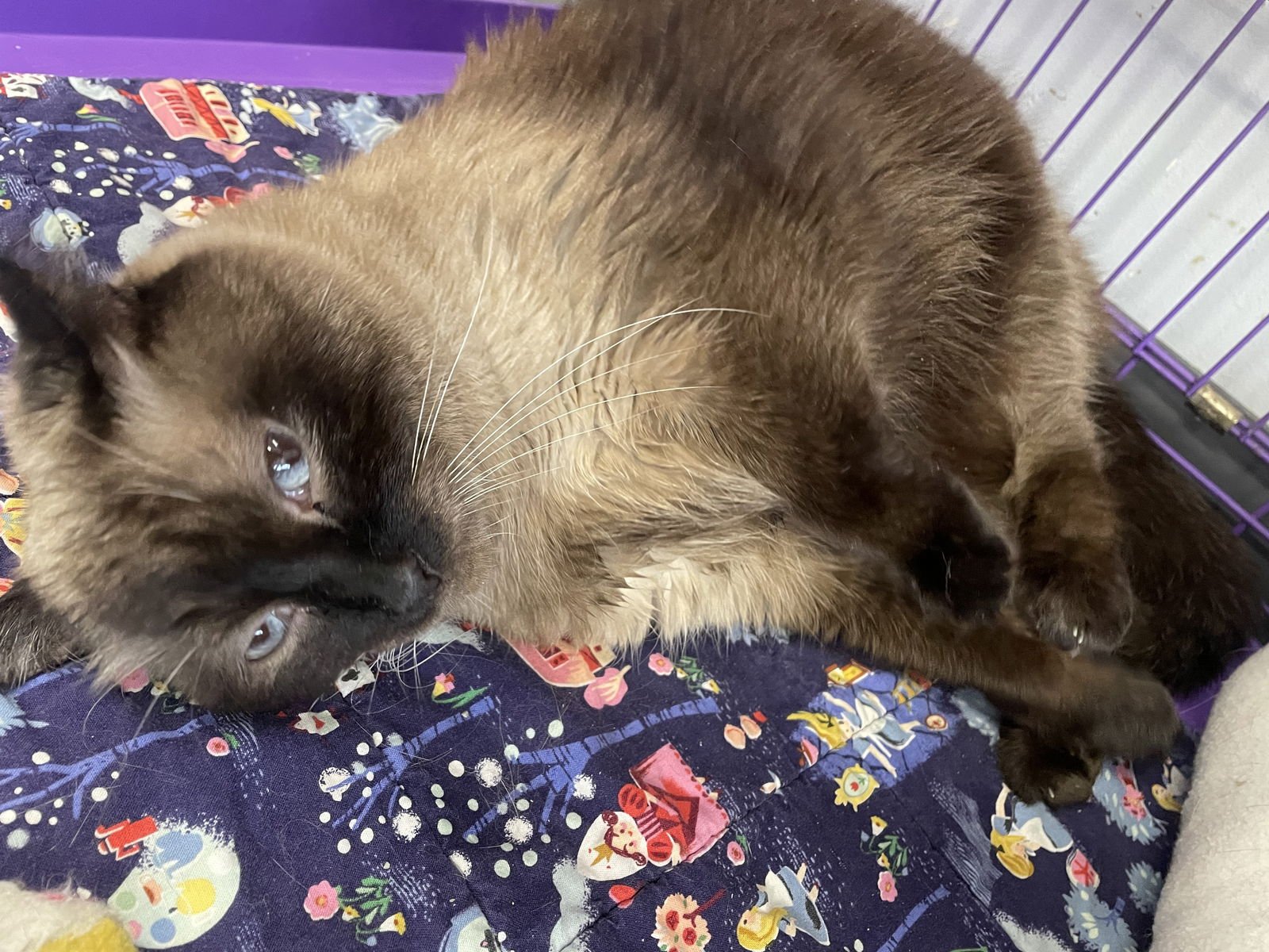 BANDIT - Siamese available for adoption