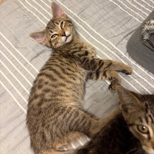 WILL - Tabby / Domestic Short Hair available for adoption