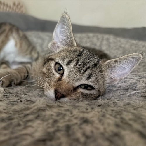 WILL - Tabby / Domestic Short Hair available for adoption