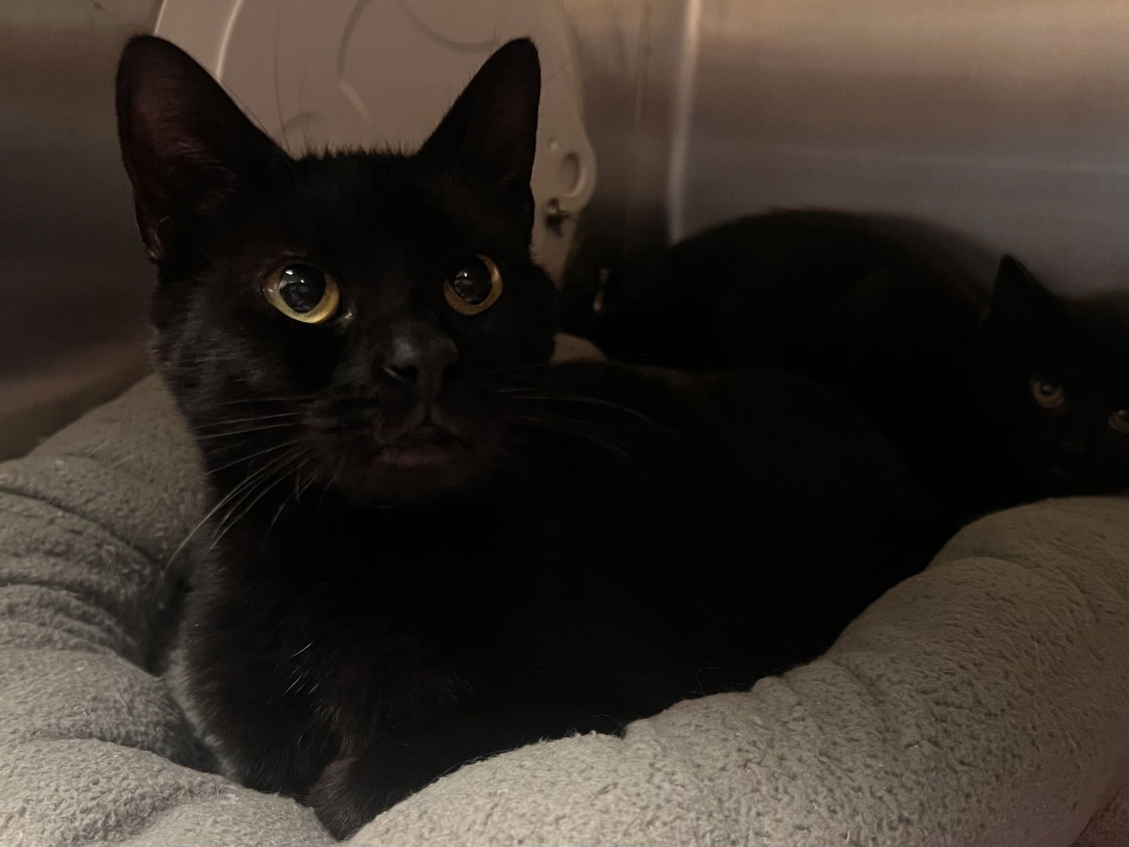 LIBERTY CHILL - MUST APPLY IN PERSON ! - Bombay / Domestic Short Hair available for adoption