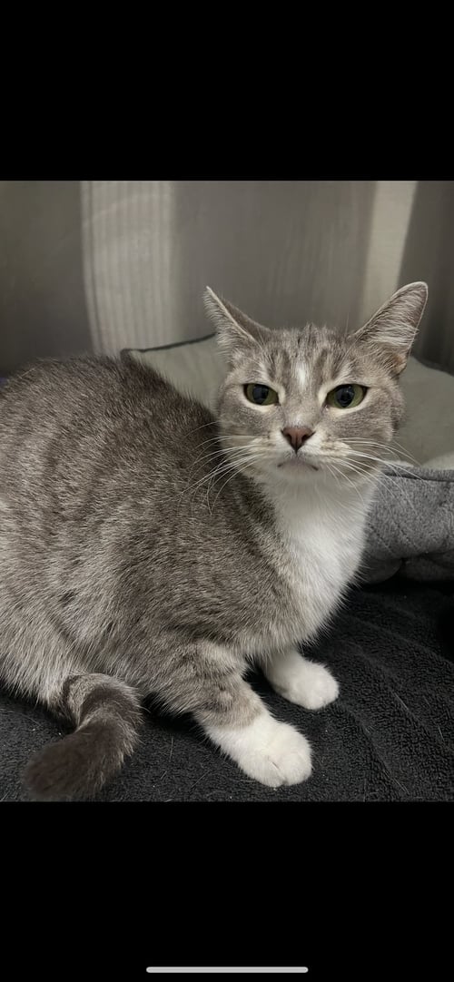 PRECIOUS - Tabby / Domestic Short Hair available for adoption