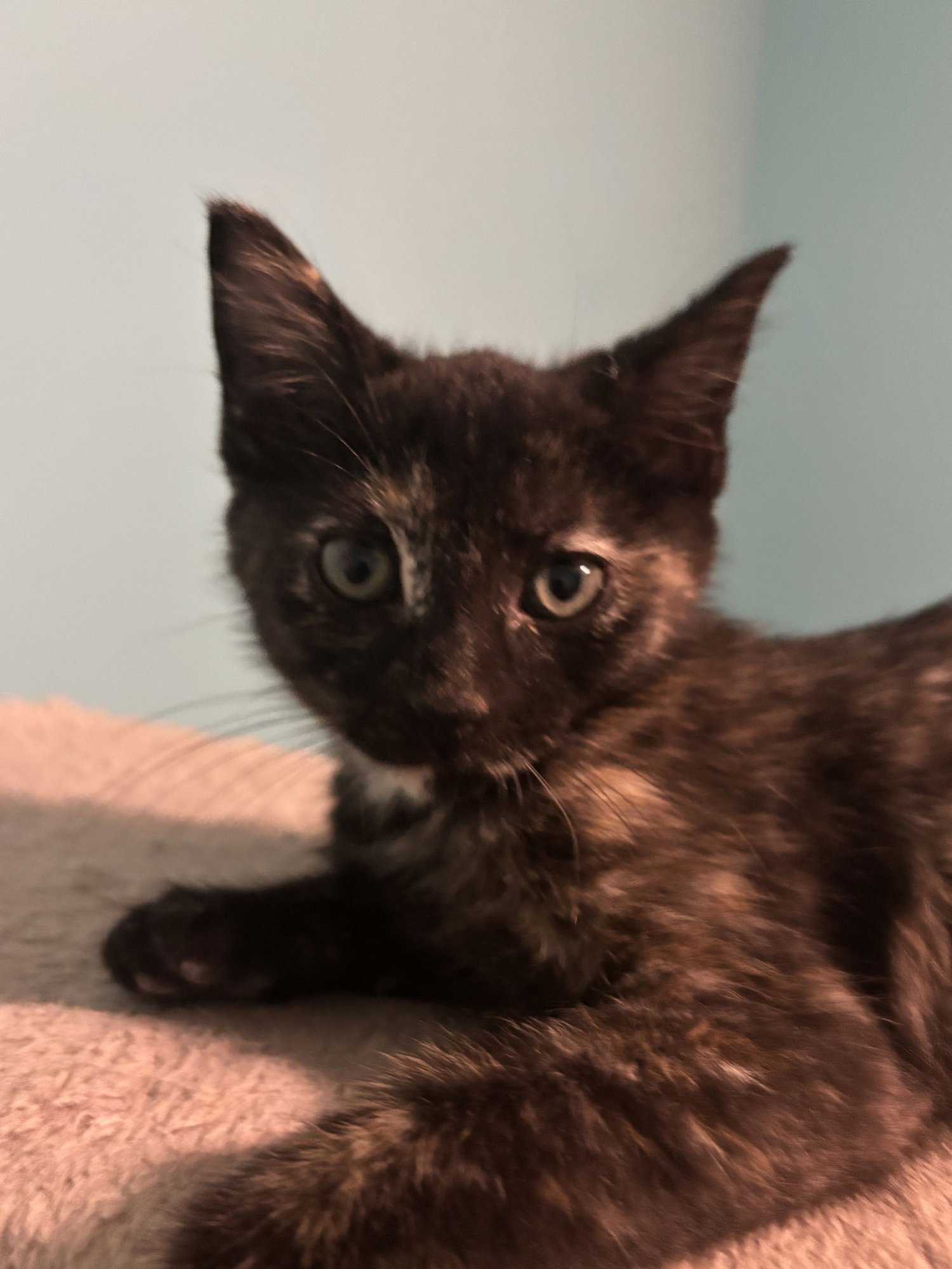 FIESTA - Tortoiseshell / Domestic Short Hair available for adoption
