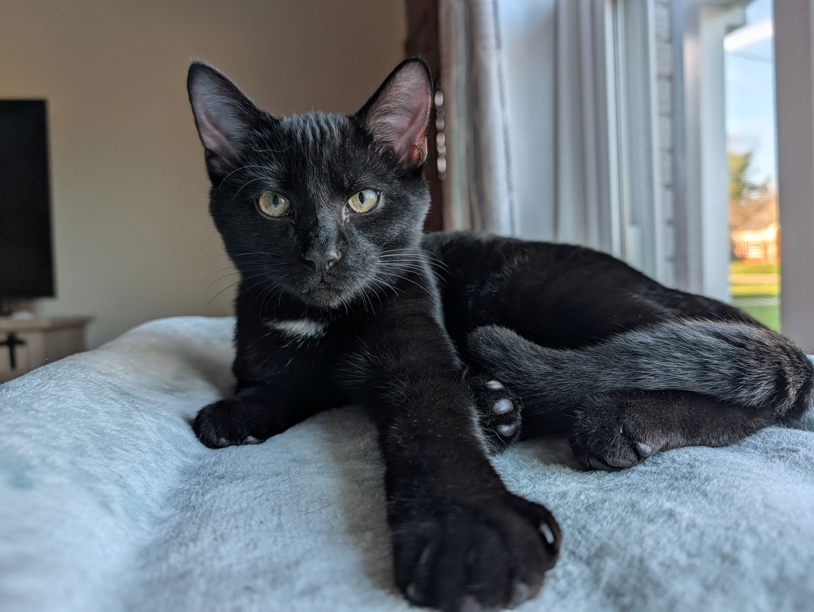 ARMANI - Domestic Short Hair available for adoption