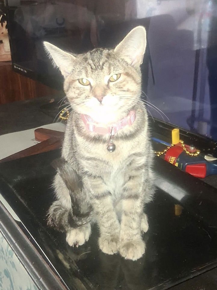 BEAUTIFUL (PS) - Tabby / Domestic Short Hair available for adoption