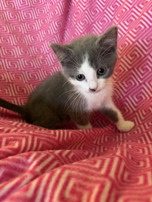 AGNES - Domestic Short Hair available for adoption