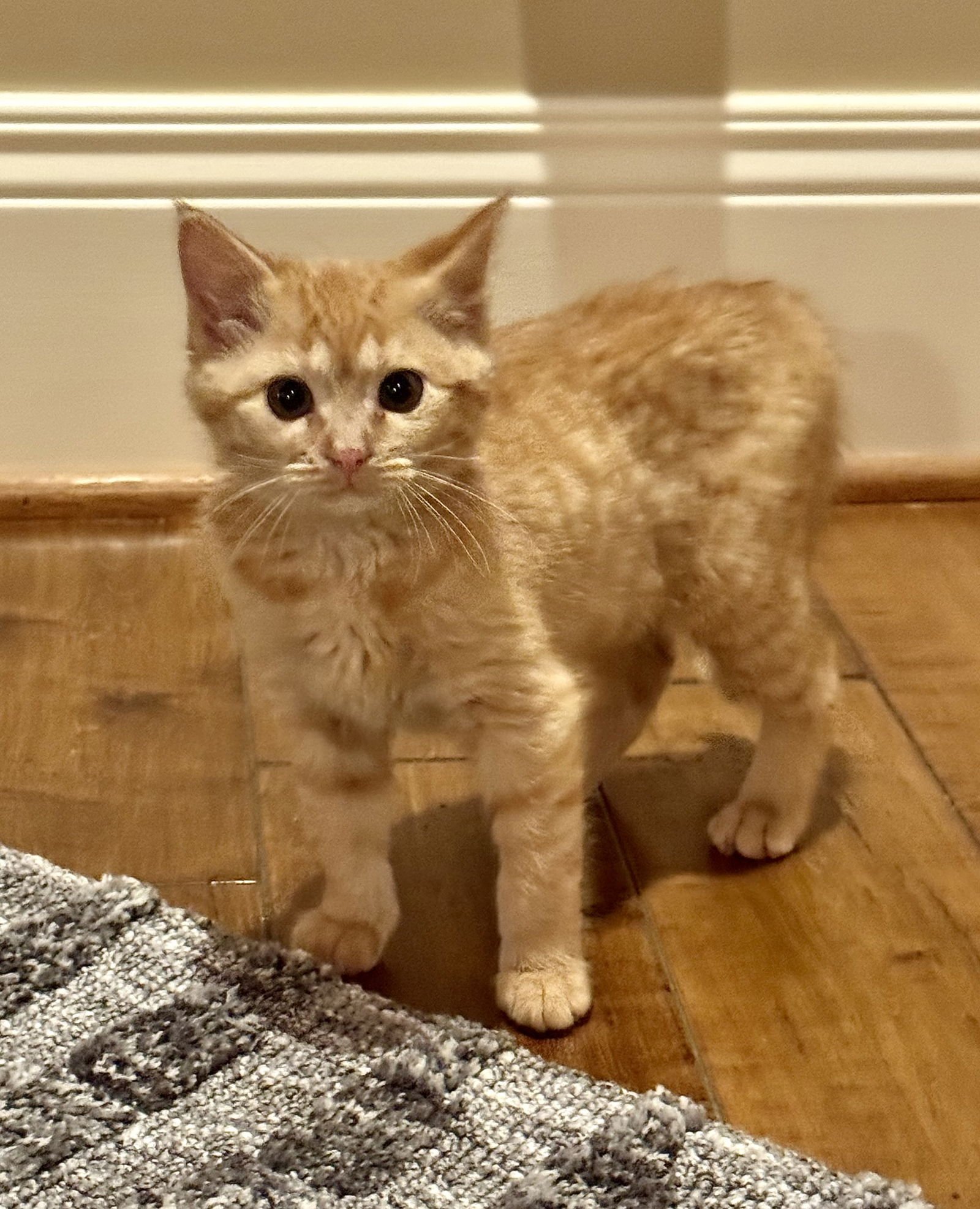 ANNIE - Tabby / Domestic Short Hair available for adoption
