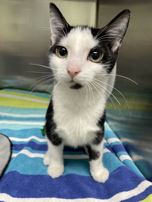 FRANK - Domestic Short Hair for adoption in Lexington