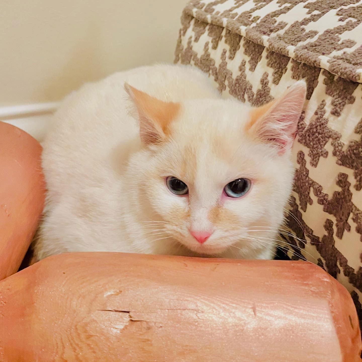 TOAST - Siamese / Domestic Short Hair available for adoption