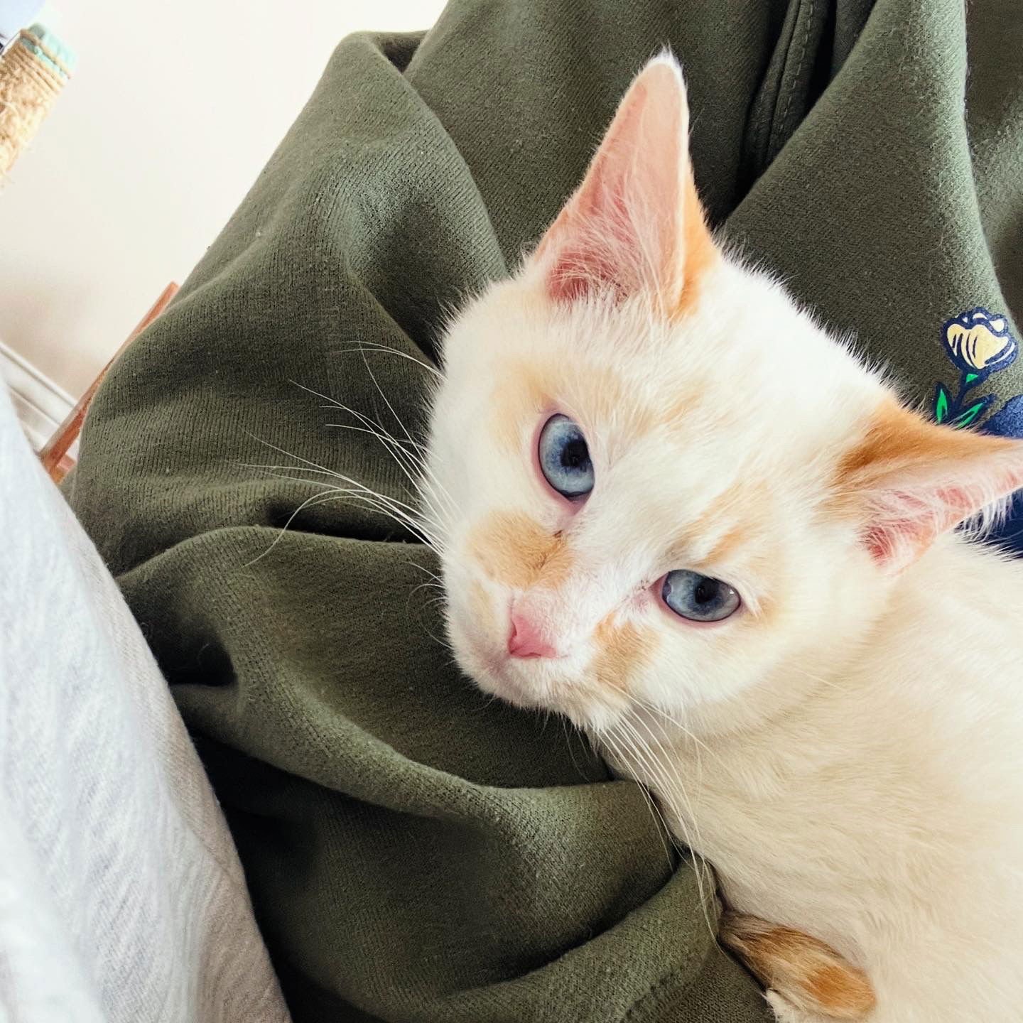 TOAST - Siamese / Domestic Short Hair available for adoption