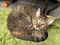 Buttercup - Photo 1