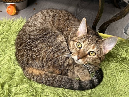 BUTTERCUP - Torbie / Domestic Short Hair for adoption in Lexington