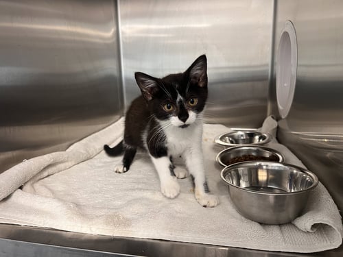 GUSTAV - Tuxedo / Domestic Short Hair available for adoption