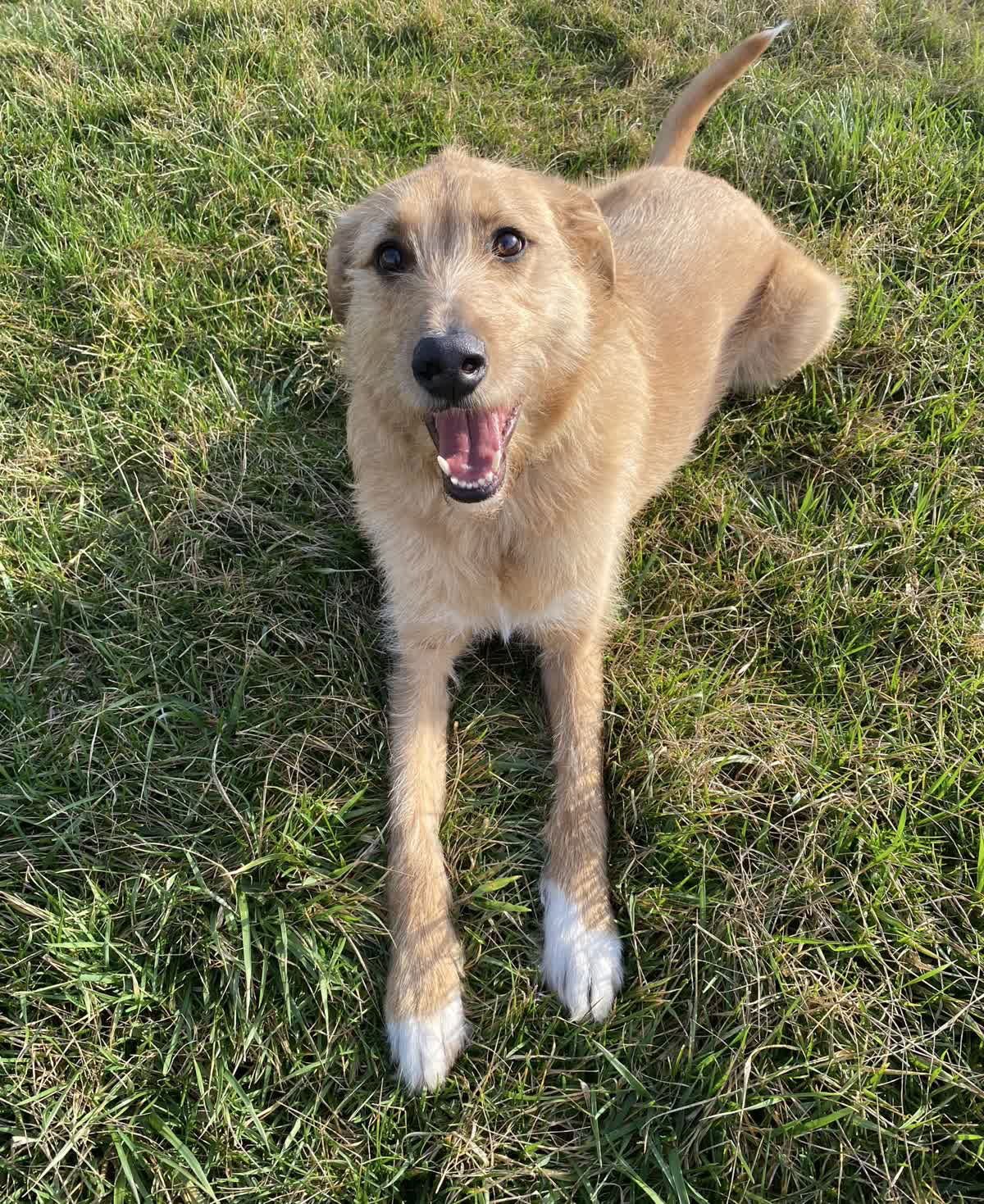ROSCOE - Australian Shepherd / German Shepherd Dog for adoption in Lexington