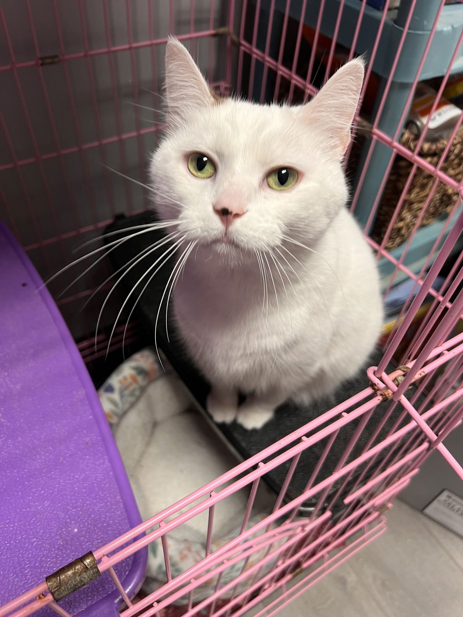 LUCY - Calico / Domestic Short Hair available for adoption