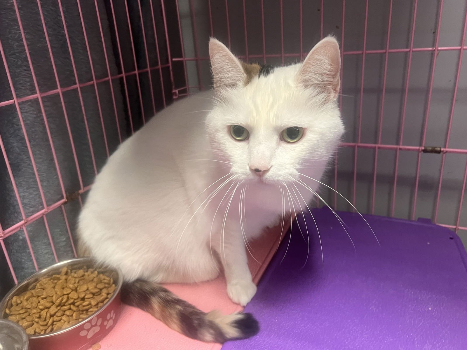 LUCY - Calico / Domestic Short Hair available for adoption