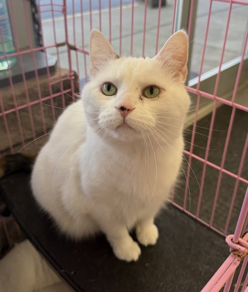 LUCY - Calico / Domestic Short Hair available for adoption