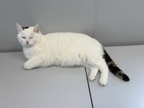 LUCY - Calico / Domestic Short Hair available for adoption