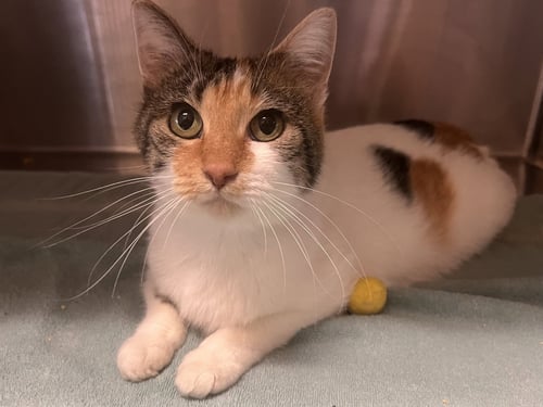 BUFFAY - Calico / Tabby available for adoption
