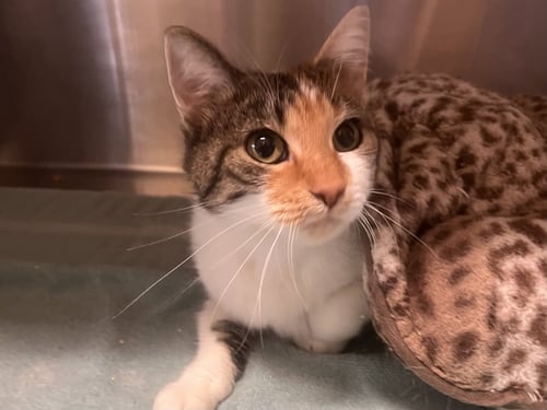 BUFFAY - Calico / Tabby available for adoption