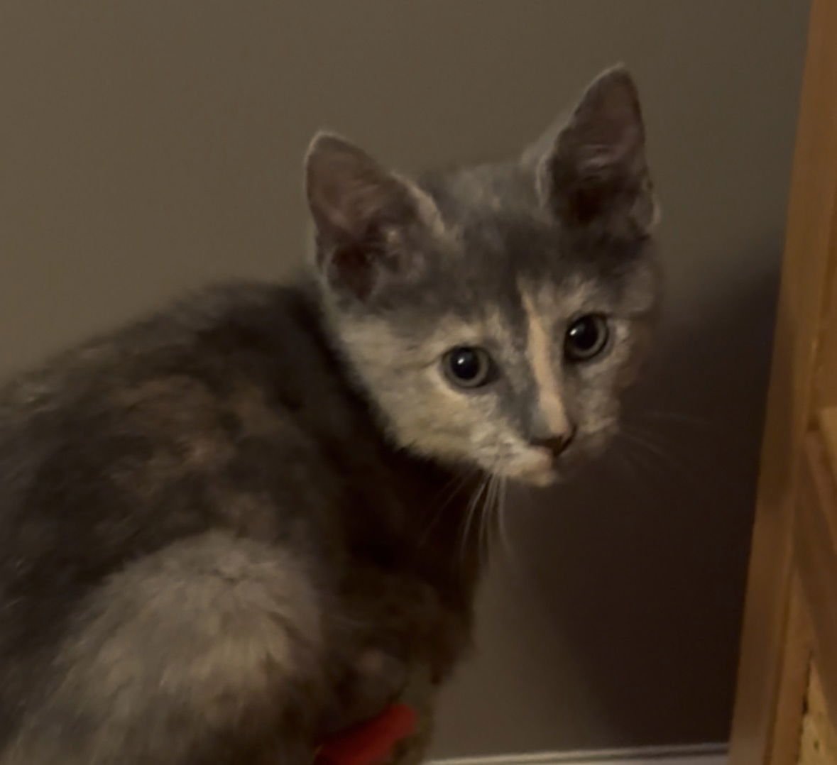 MILA - Dilute Tortoiseshell / Domestic Short Hair available for adoption