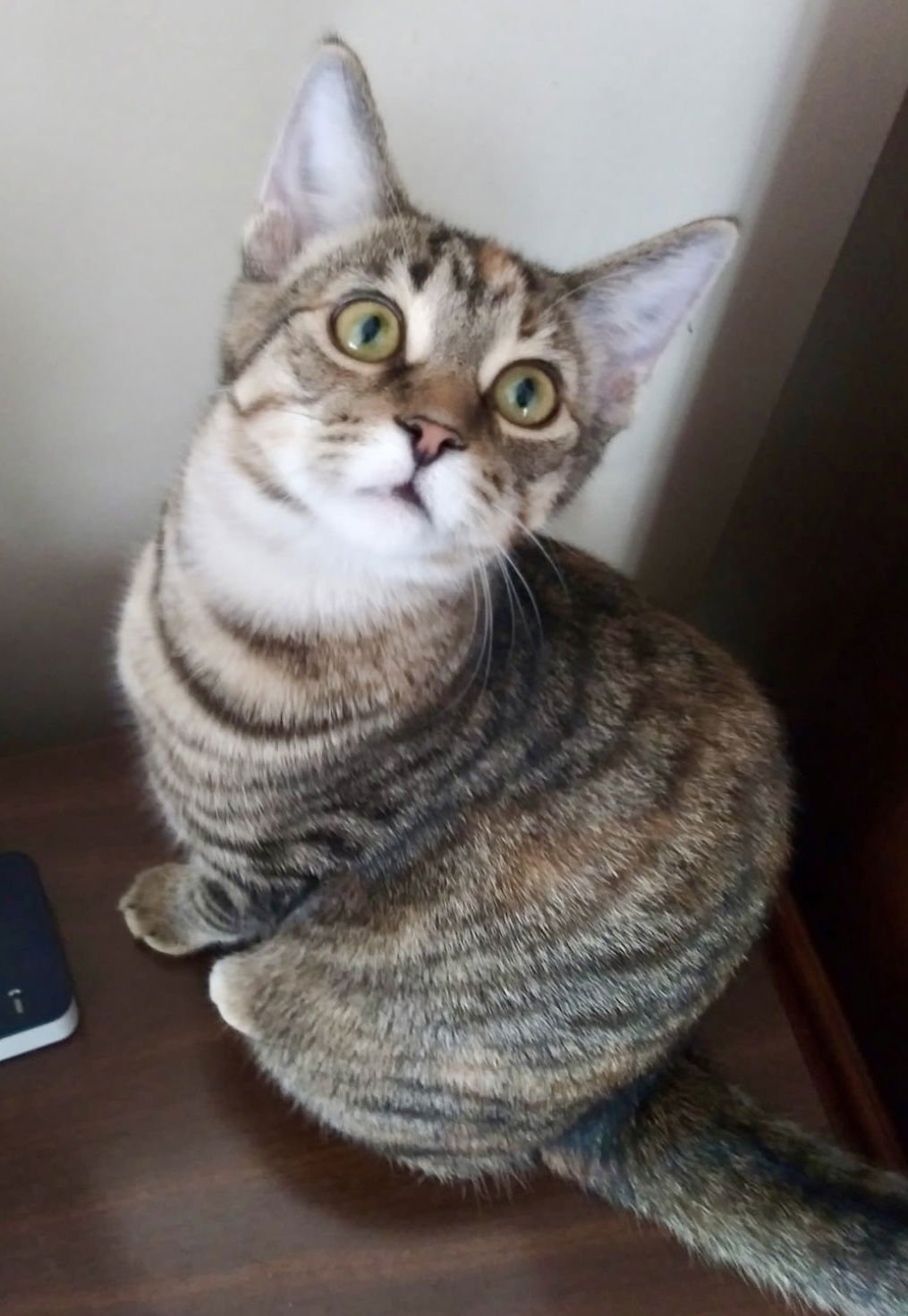 SOPHIE - Tabby / Domestic Short Hair available for adoption