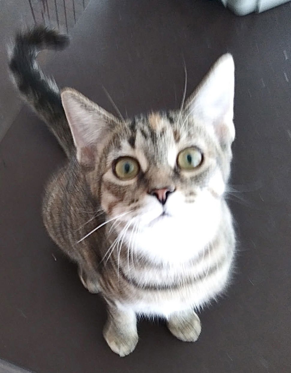 SOPHIE - Tabby / Domestic Short Hair available for adoption