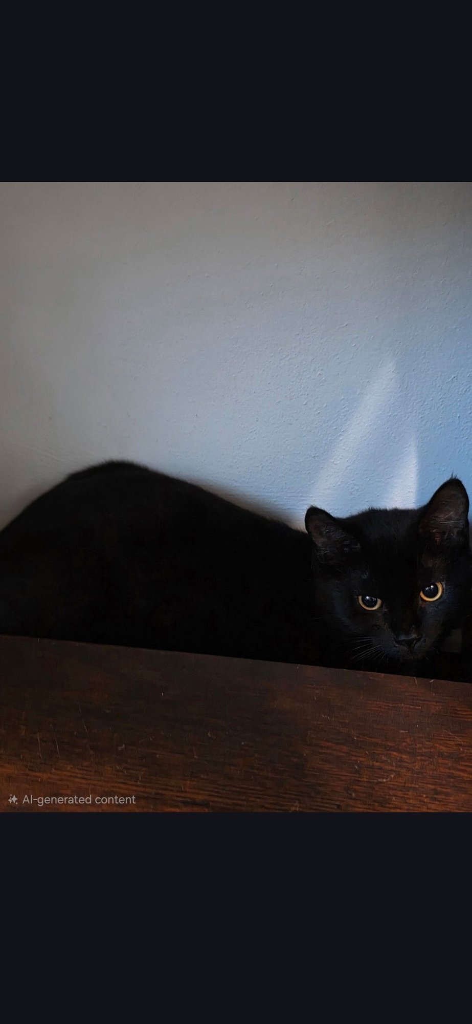 JET - Domestic Short Hair available for adoption