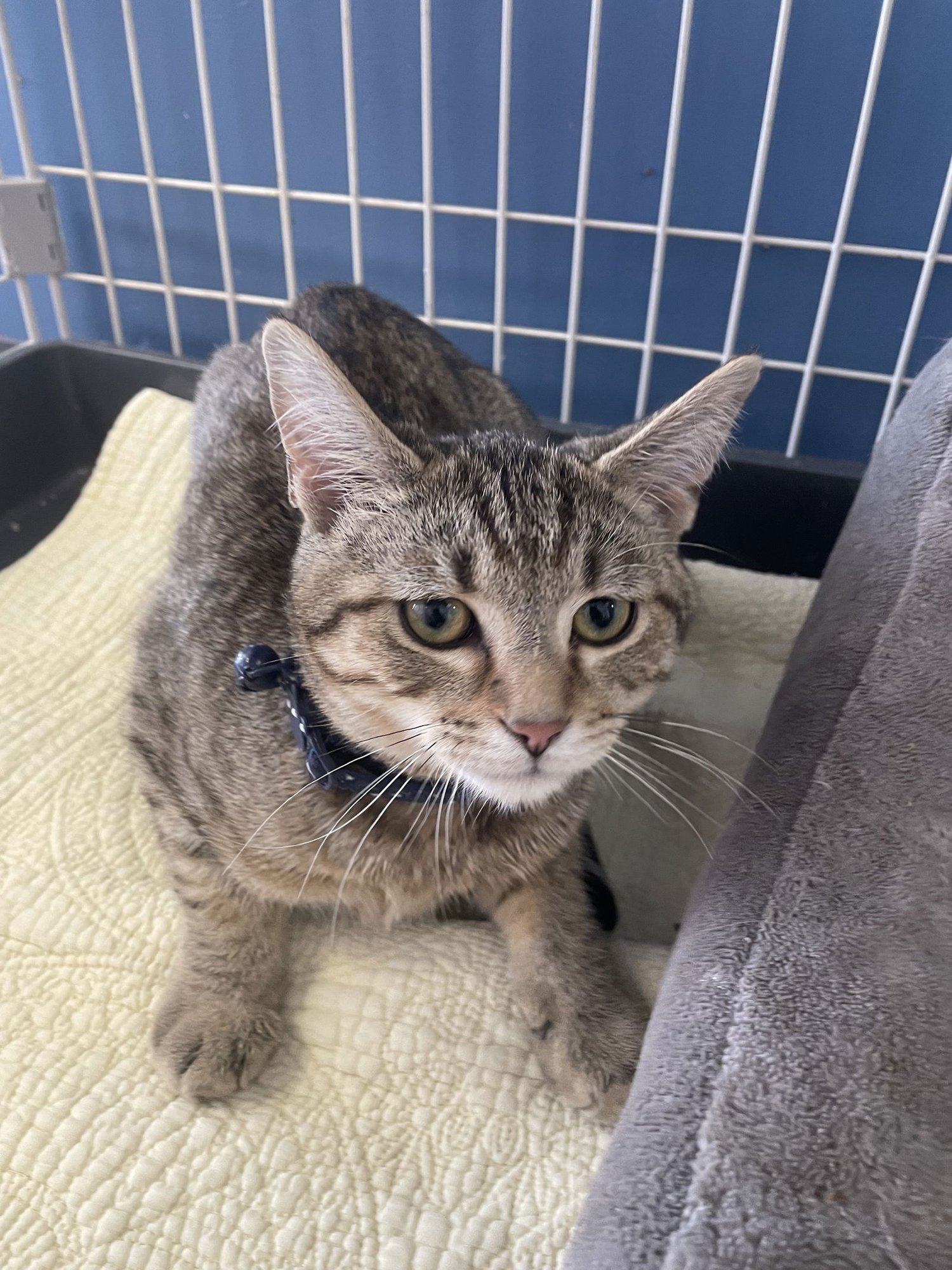 LITTLE MAN - Tabby / Domestic Short Hair available for adoption