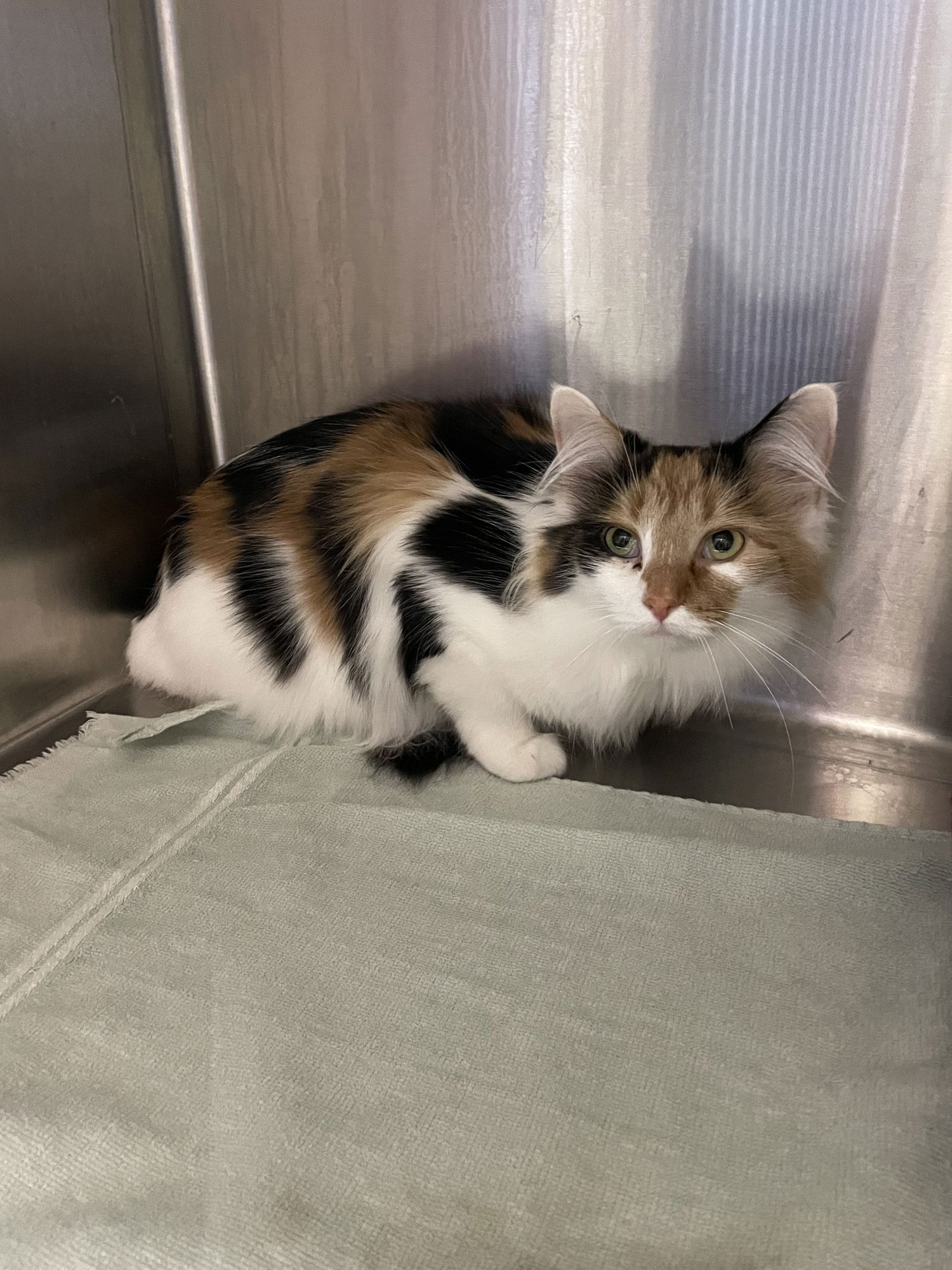 JULIETTA - Domestic Long Hair / Calico available for adoption