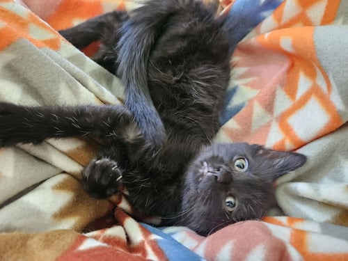 ZOD - Domestic Short Hair available for adoption