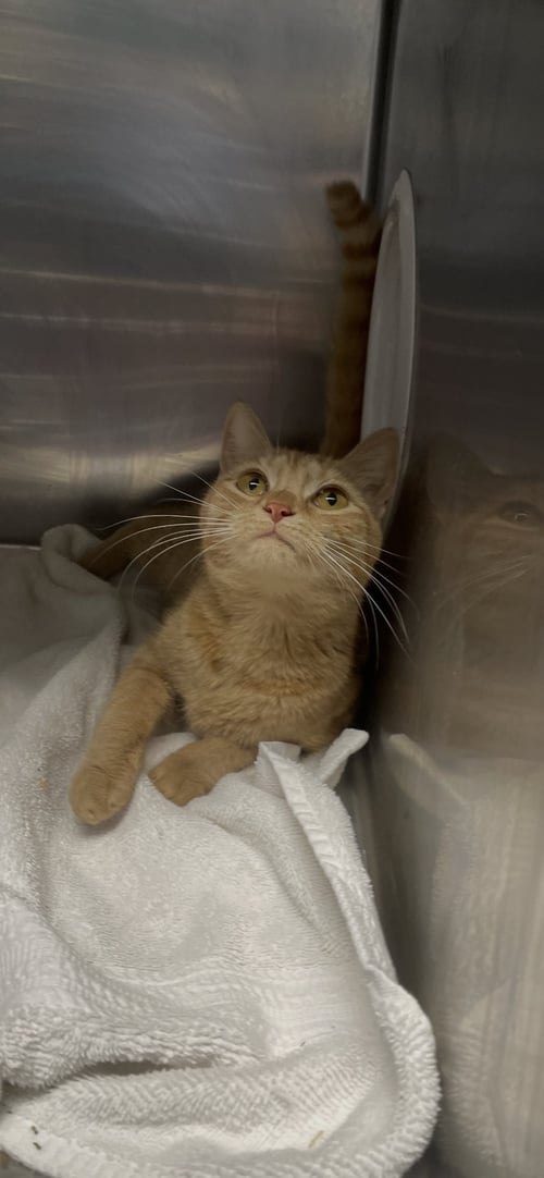 LITA (PS) - Tabby / Domestic Short Hair for adoption in Lexington