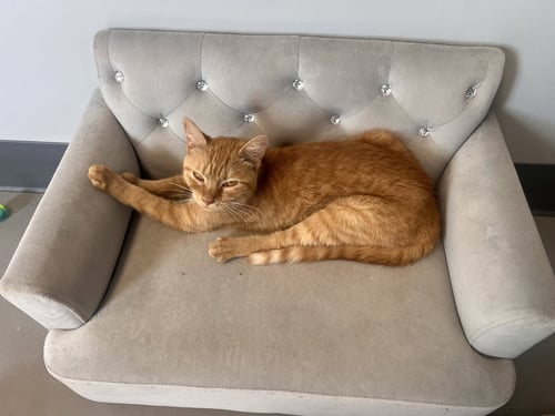 LITA - Tabby / Domestic Short Hair available for adoption