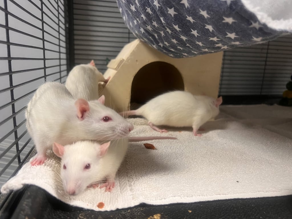 The Moonstone Mischief Rats Image