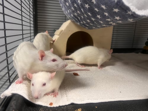 THE MOONSTONE MISCHIEF RATS - Rat available for adoption