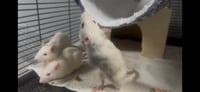 The Moonstone Mischief Rats - Photo 2