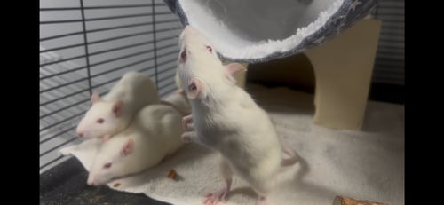 THE MOONSTONE MISCHIEF RATS - Rat available for adoption