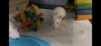 The Moonstone Mischief Rats - Photo 3