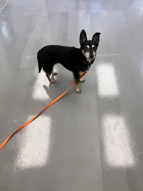 JUICY - Terrier / Chihuahua for adoption in Lexington