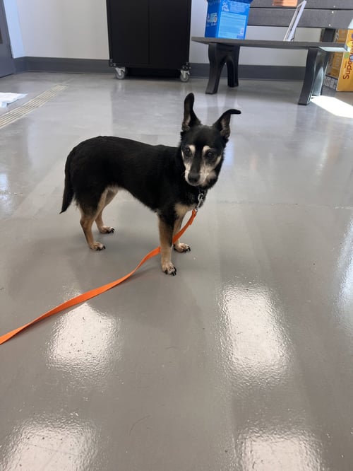 JUICY - Terrier / Chihuahua available for adoption